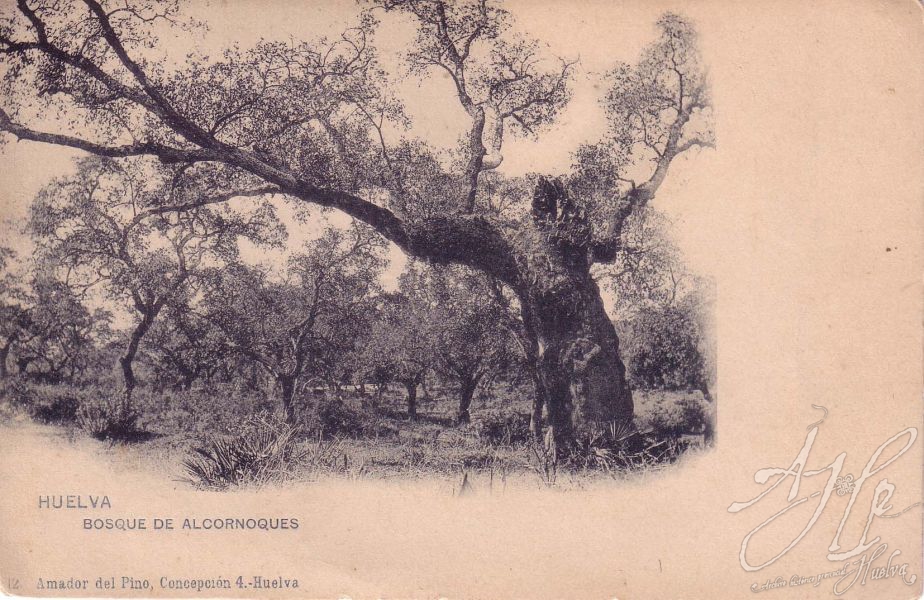 AHPH. F-001/175. Bosque de Alcornoques. Huelva. AHPH. F-001/175. Bosque de Alcornoques. Huelva.