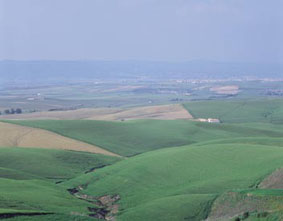 Cereal, Ganadería, Olivar y Viña Cereal, Ganadería, Olivar y Viña