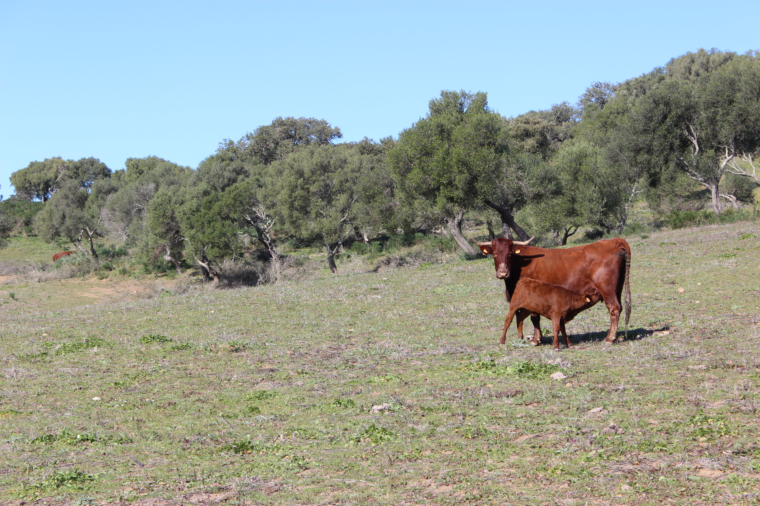 Imagen de archivo de ganadería extensiva en Andalucía