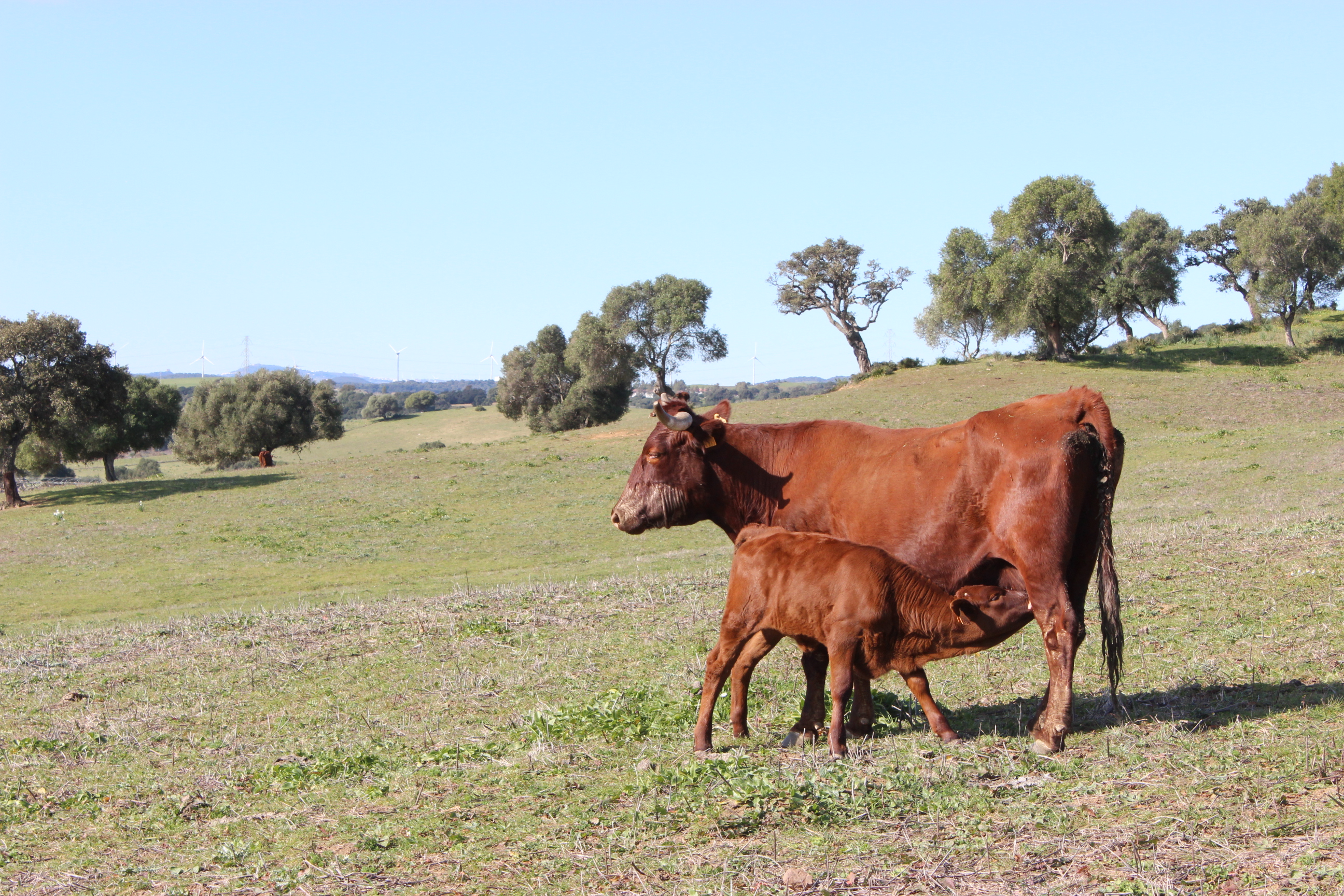 Imagen de archivo de ganado bovino