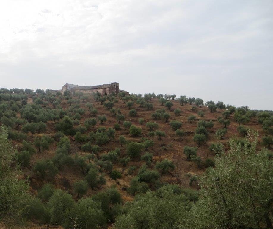 Olivar de montaña