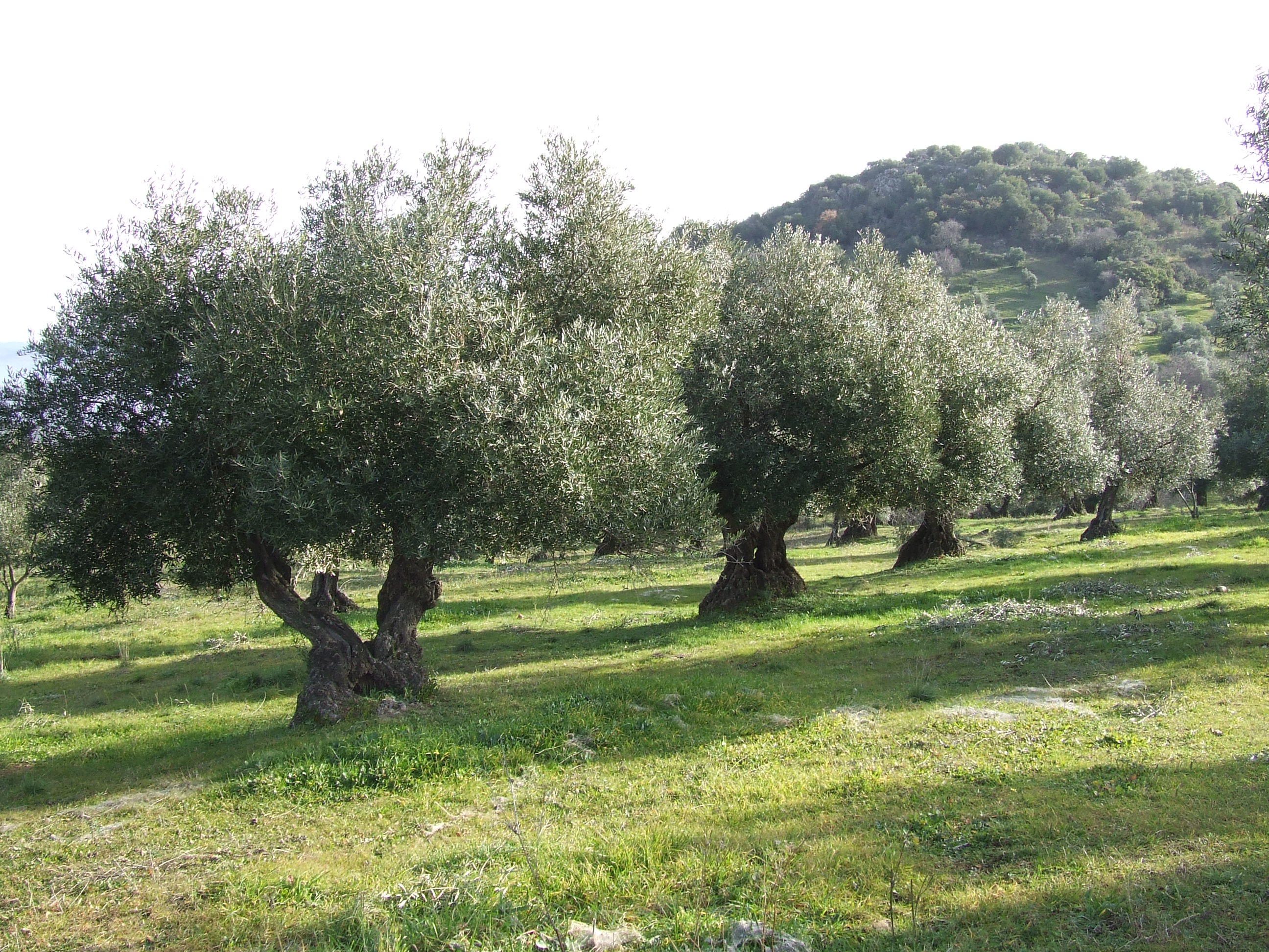 Olivar