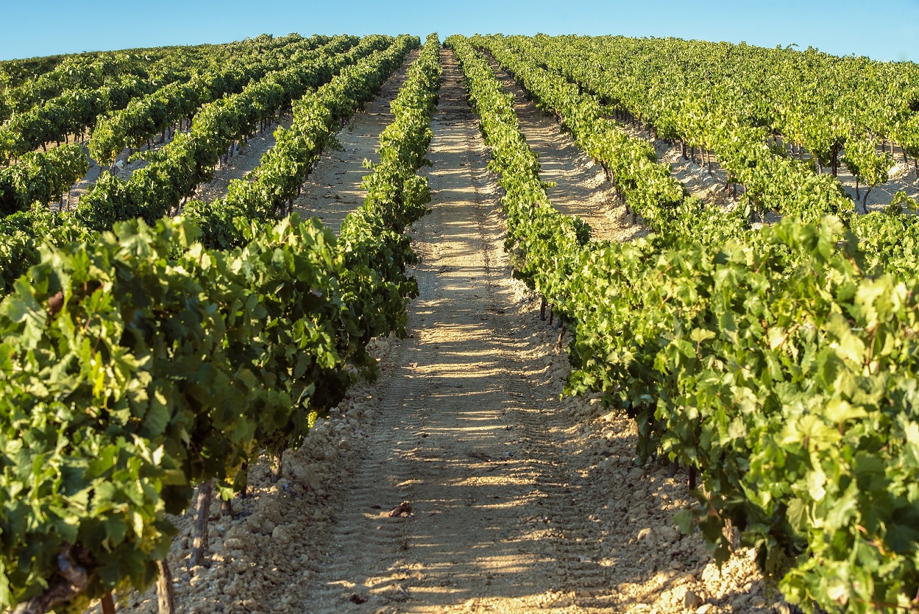 viñedos