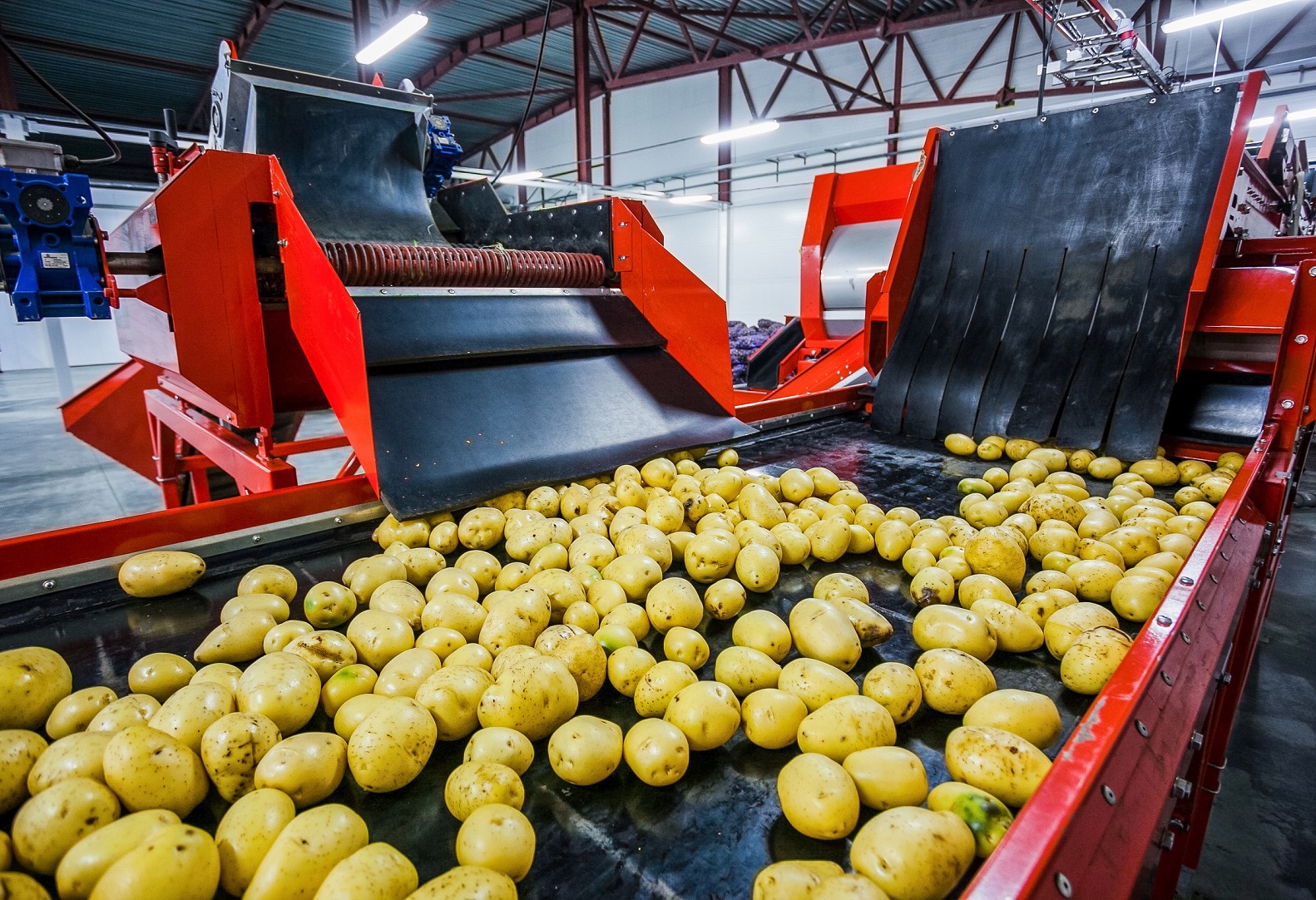 Manipulación de patatas
