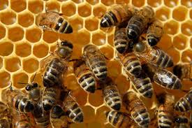 Panal de abejas
