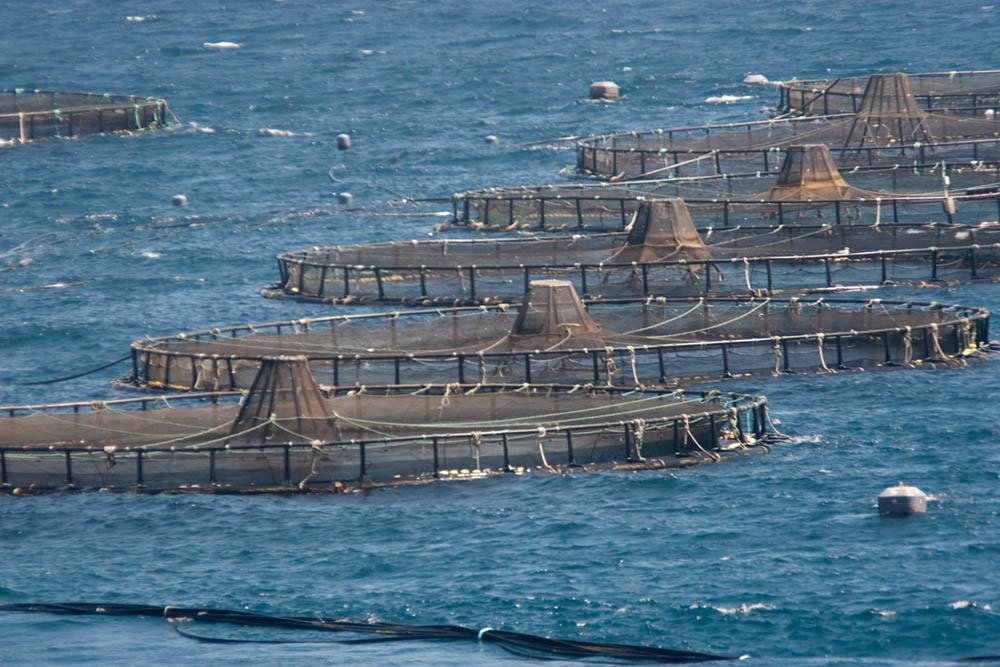 Imagen de recurso de acuicultura.