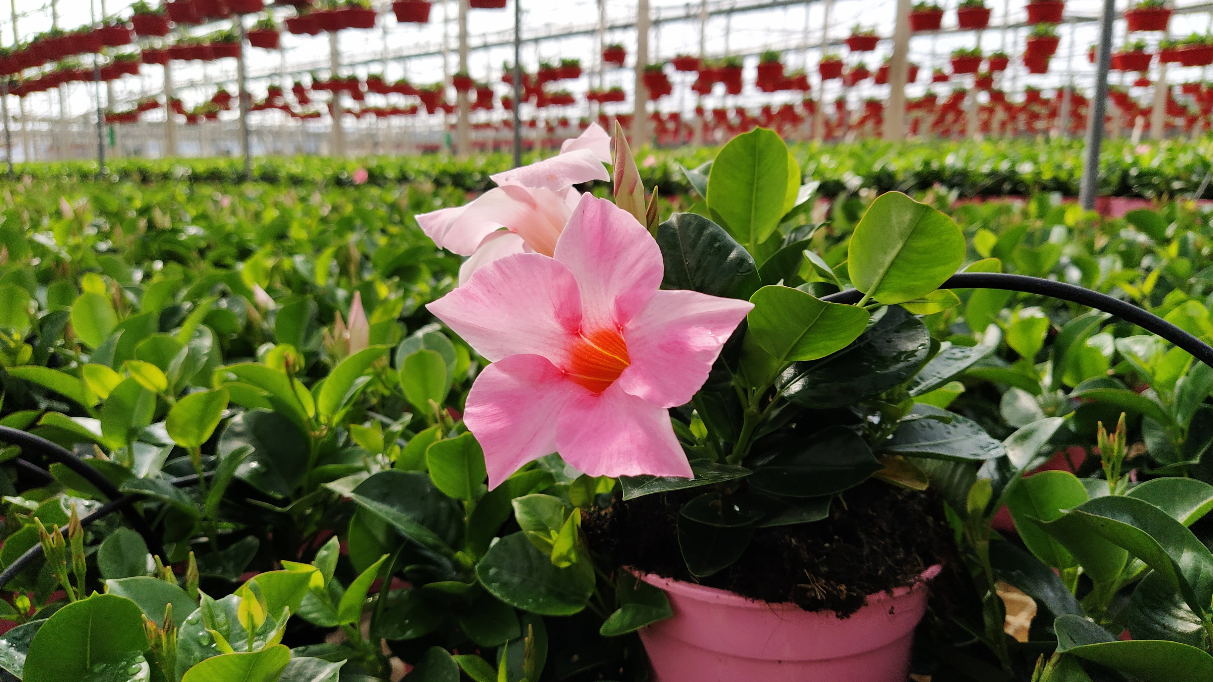 Invernadero de flor cortada y planta ornamental