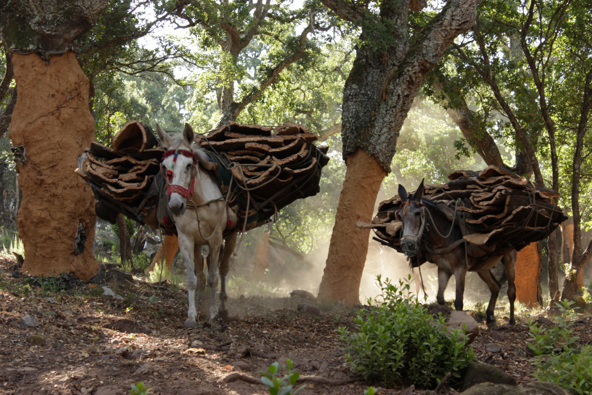 Saca del corcho en Alcalá de los Gazules, en los Alcornocales (Cádiz). Foto: Gema Carrera / IAPH