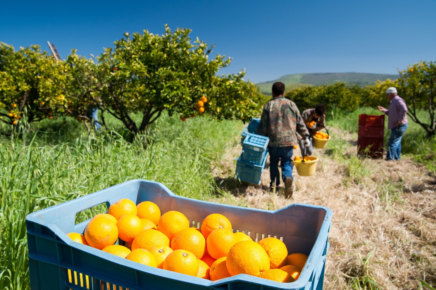Recolección de naranjas en el campo.