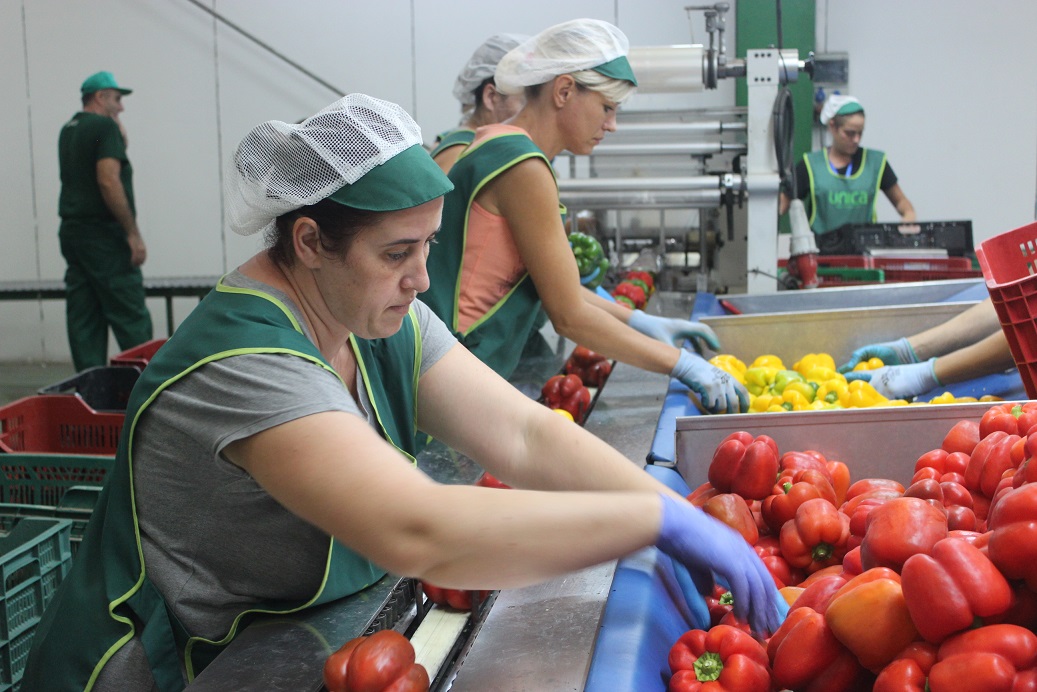 Mujeres trabajando en una planta en envasado de frutas.
