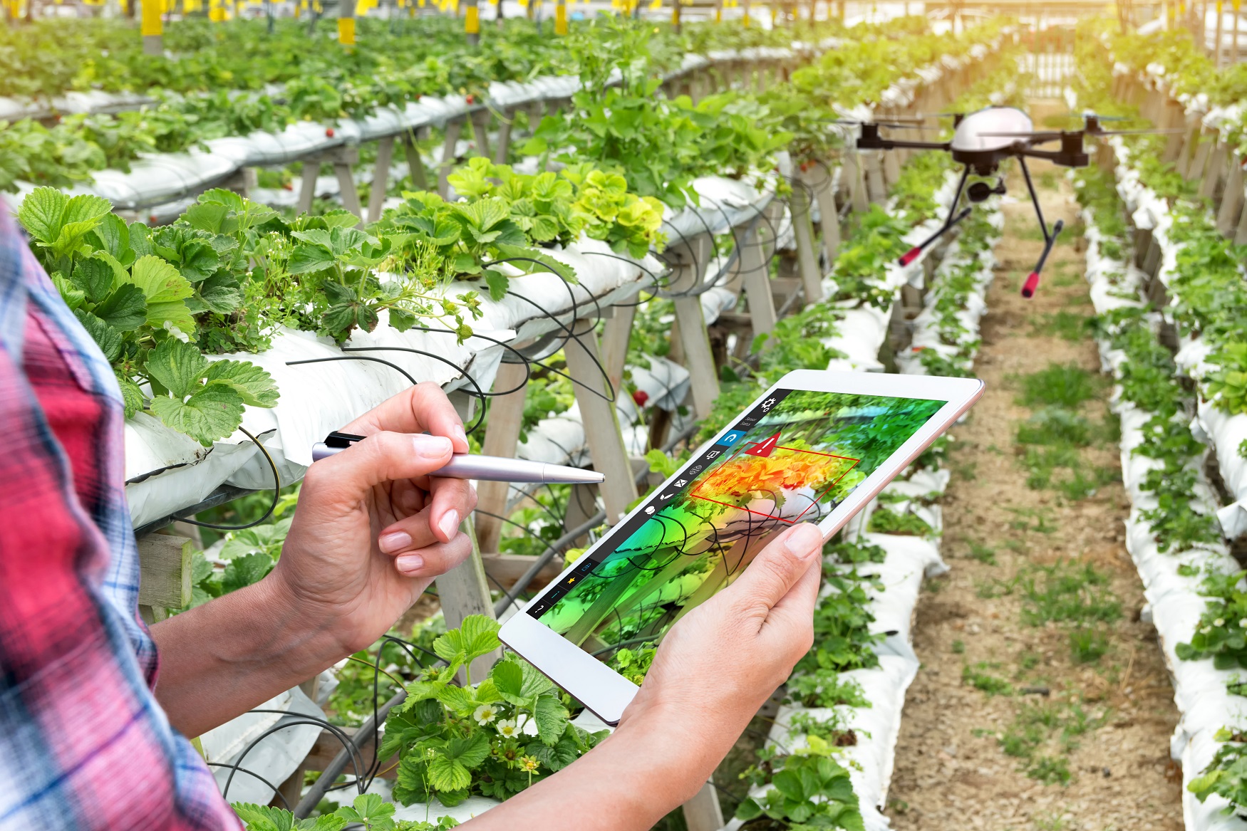 Innovación en el campo
