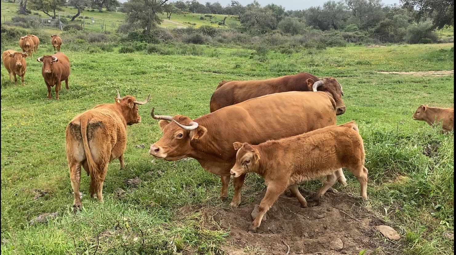 Ganadería extensiva.