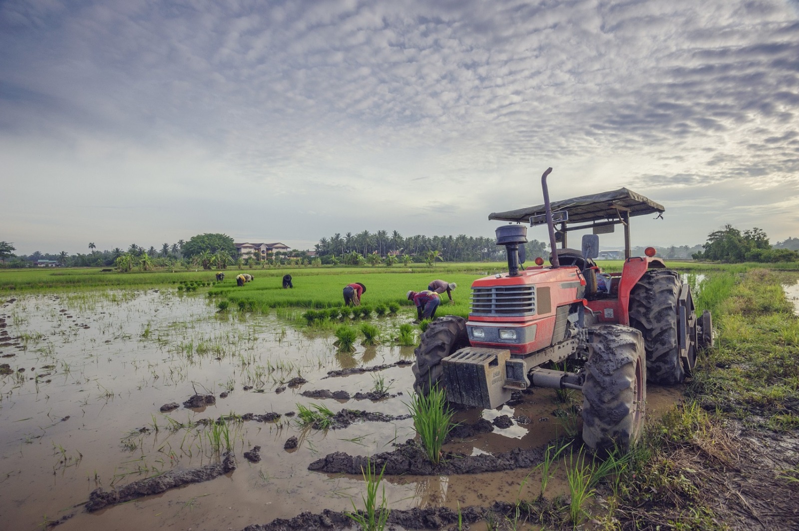 Tractor en un campo de arroz