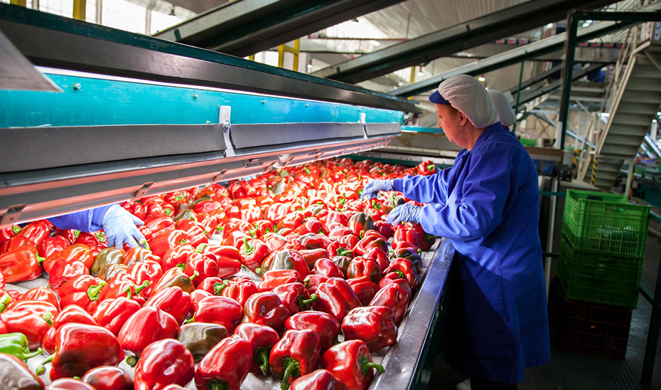 Operarias de una cooperativa almeriense verificando la calidad de una partida de pimientos.