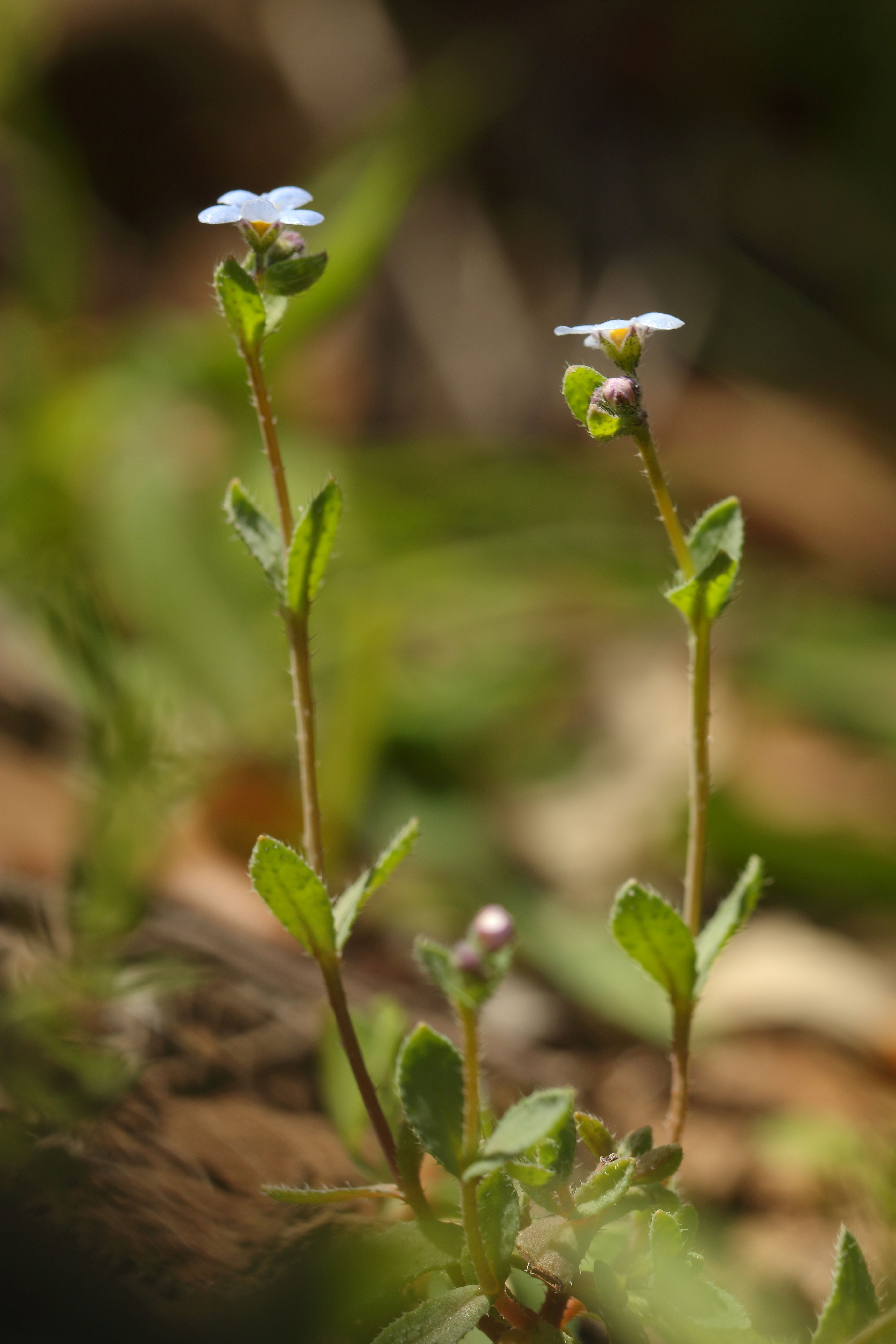 Confirmado el redescubrimiento en la provincia de Sevilla de la 'Gyrocaryum oppositifolium Valdés'.