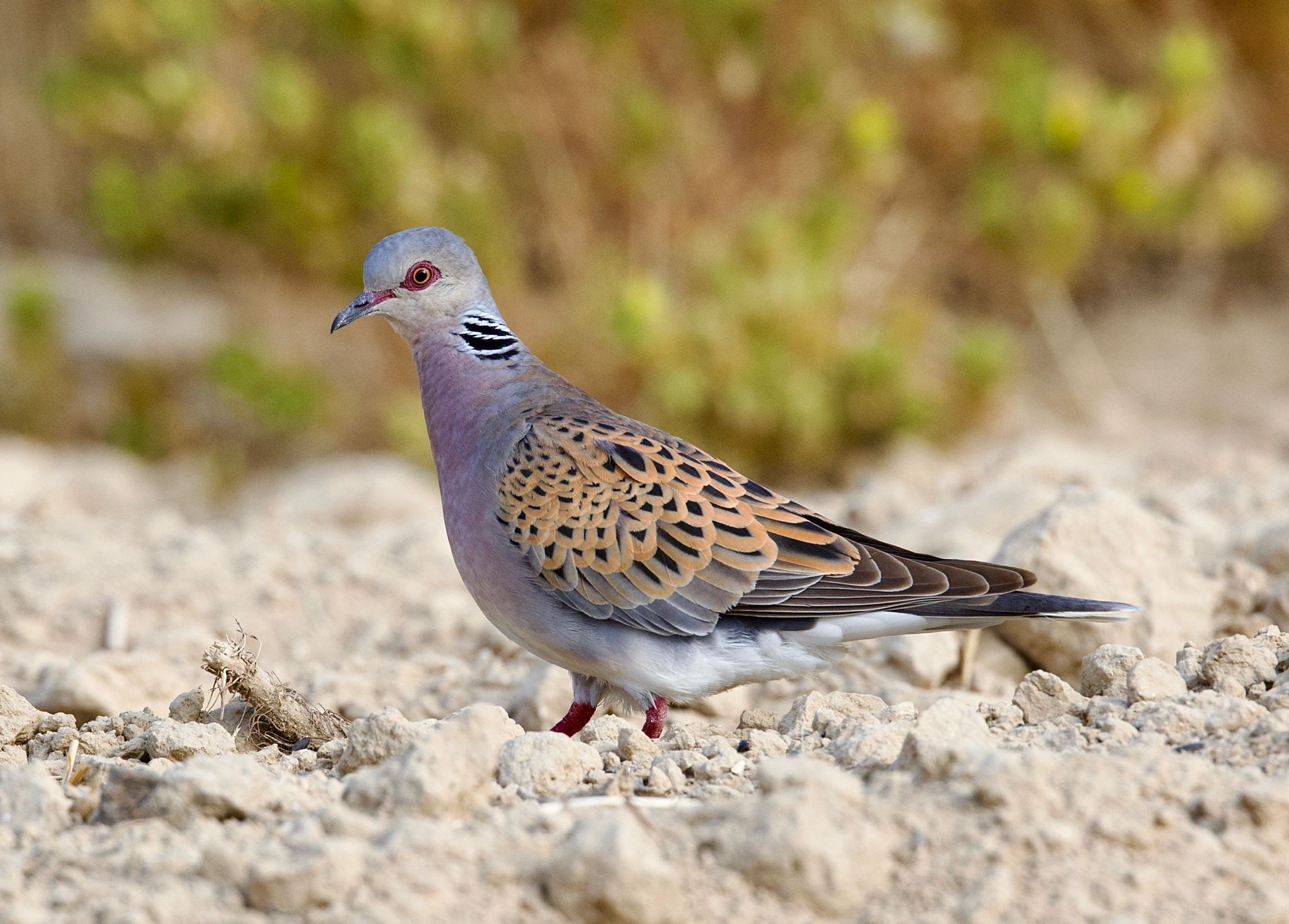 Ejemplar de tórtola europea.