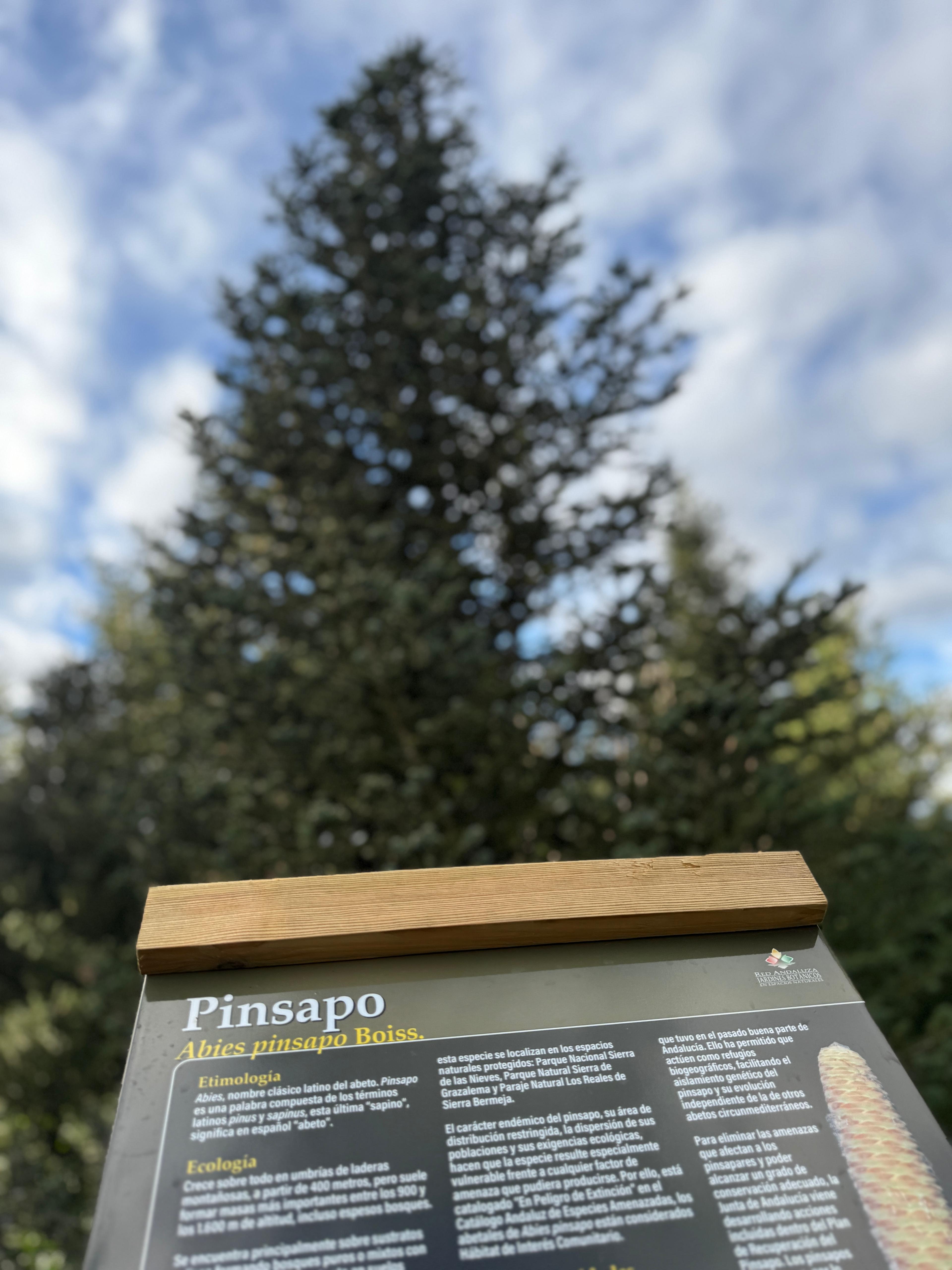 Ejemplar de pinsapo en el Parque Natural Sierra de Grazalema.