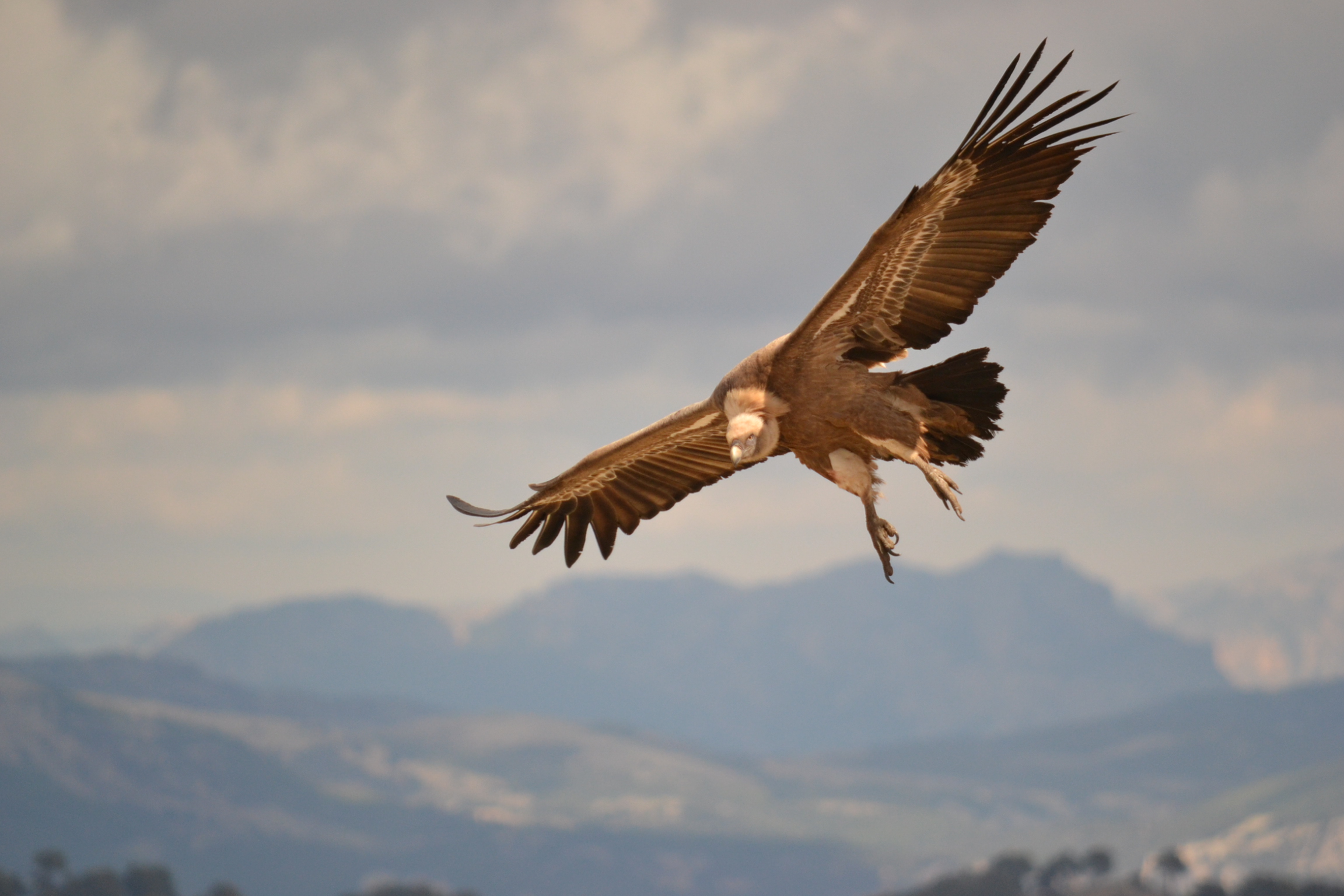 Ejemplar de buitre sobrevolando el Parque Natural Sierra de Castril, en Granada.