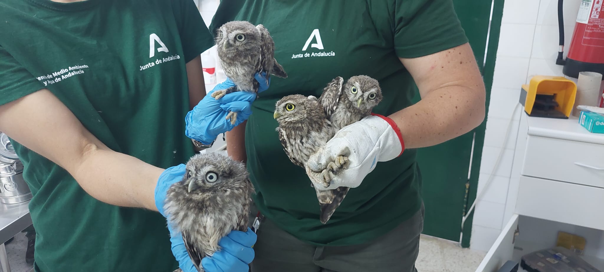 Ejemplares de mochuelo común.