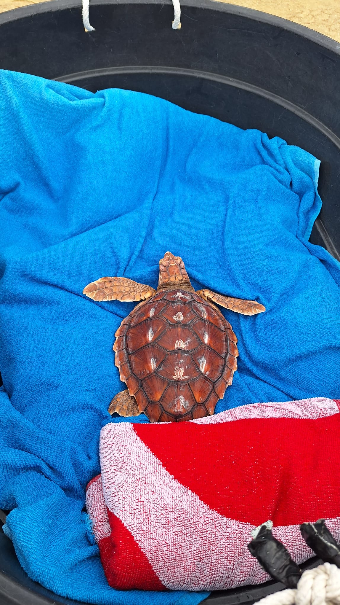ECA ha sido liberada hoy en Cala Sardina, en San Roque.