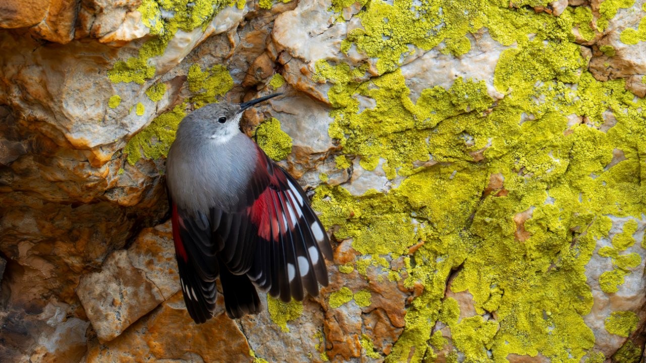 Ejemplar de treparriscos.