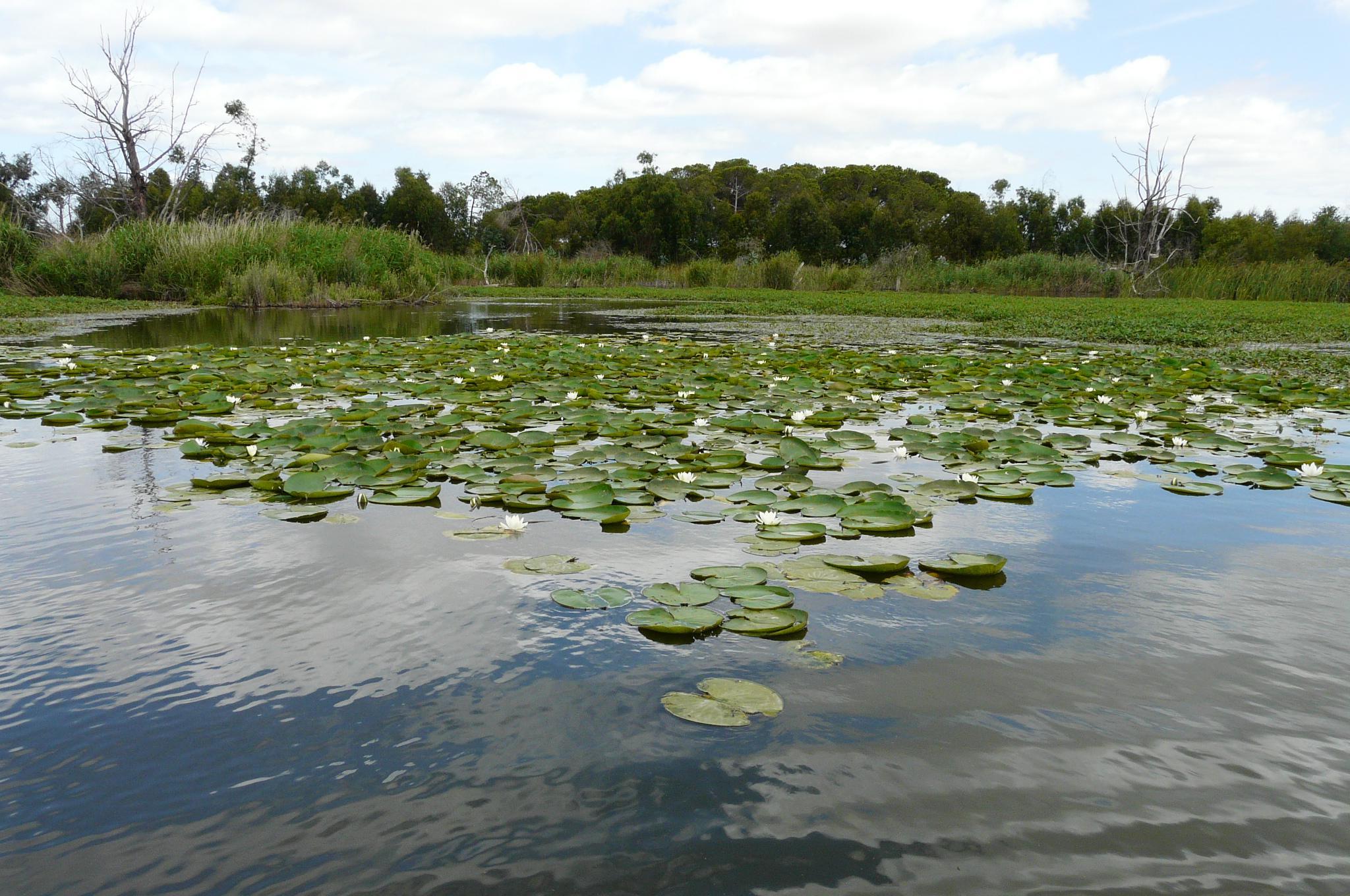 Laguna de las Madres, entre los municipios de Moguer y Palos de la Frontera.