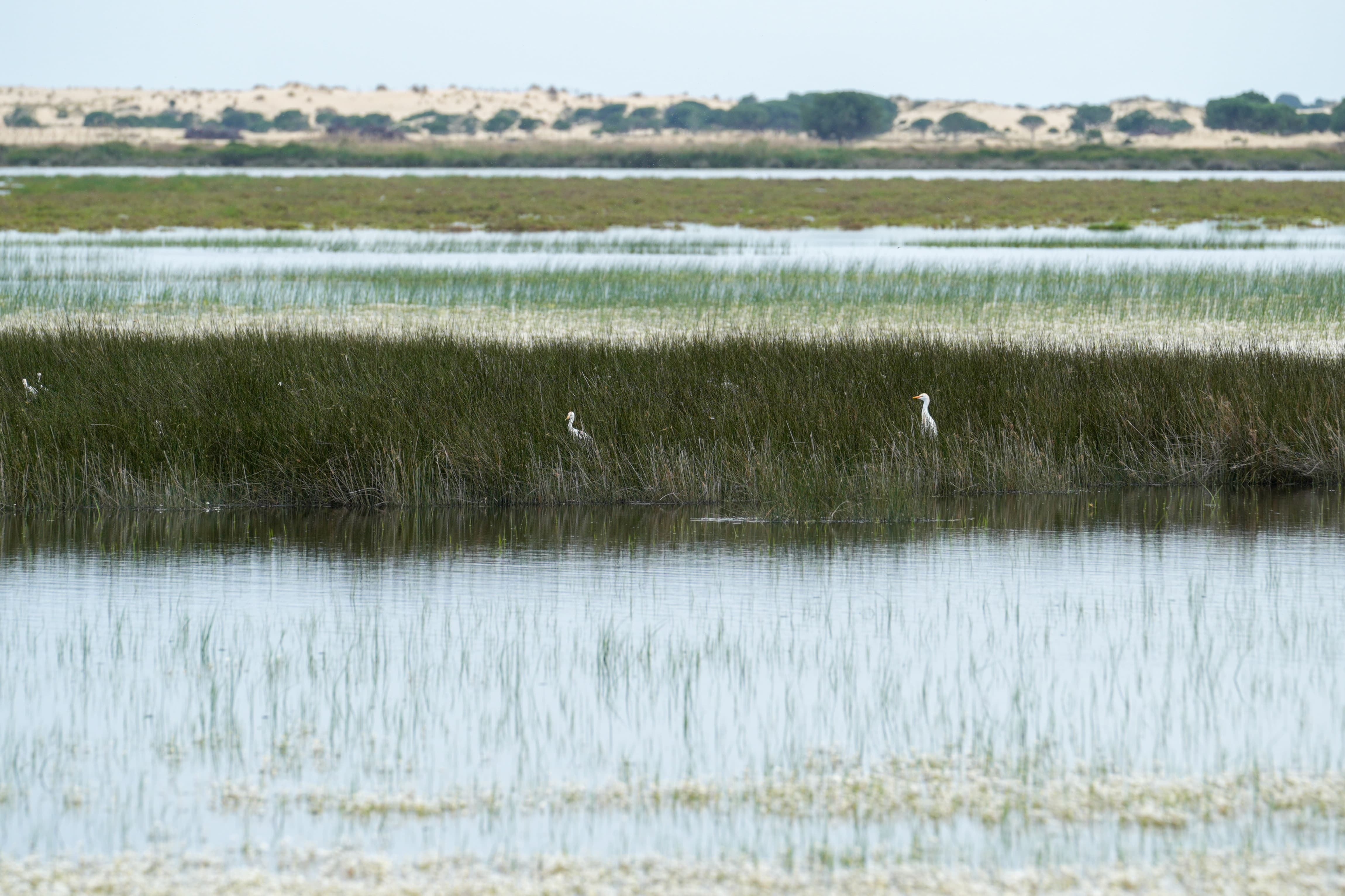 Marismas de Doñana.