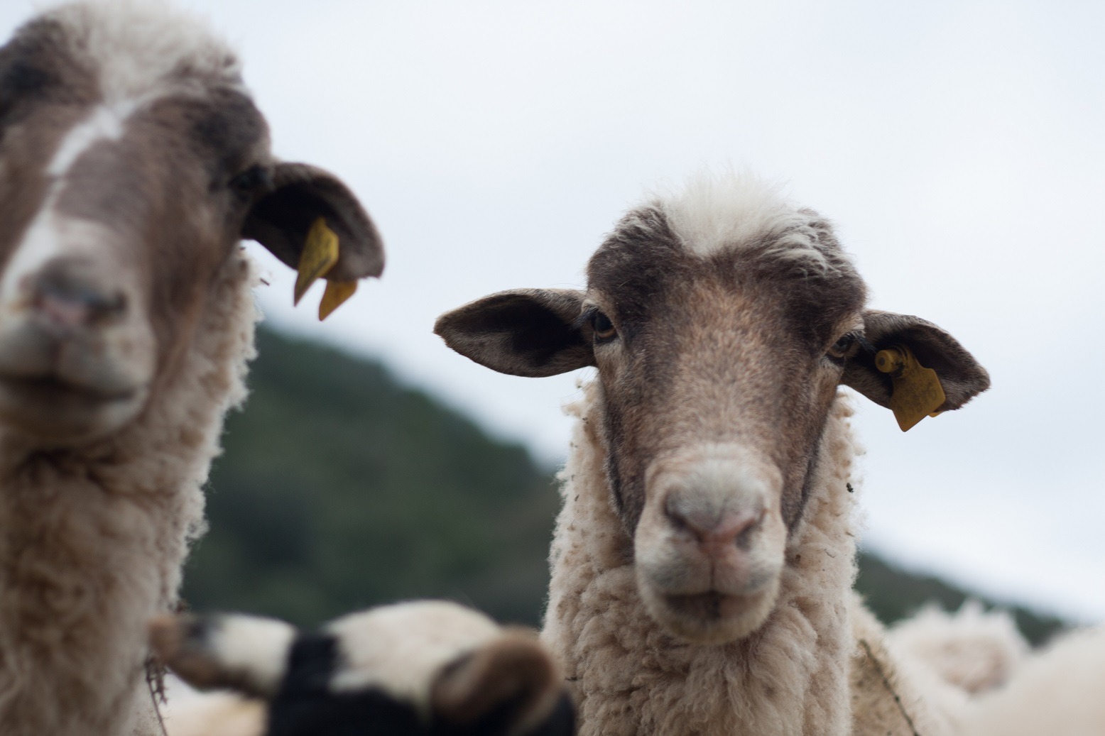 Imagen de ganado ovino