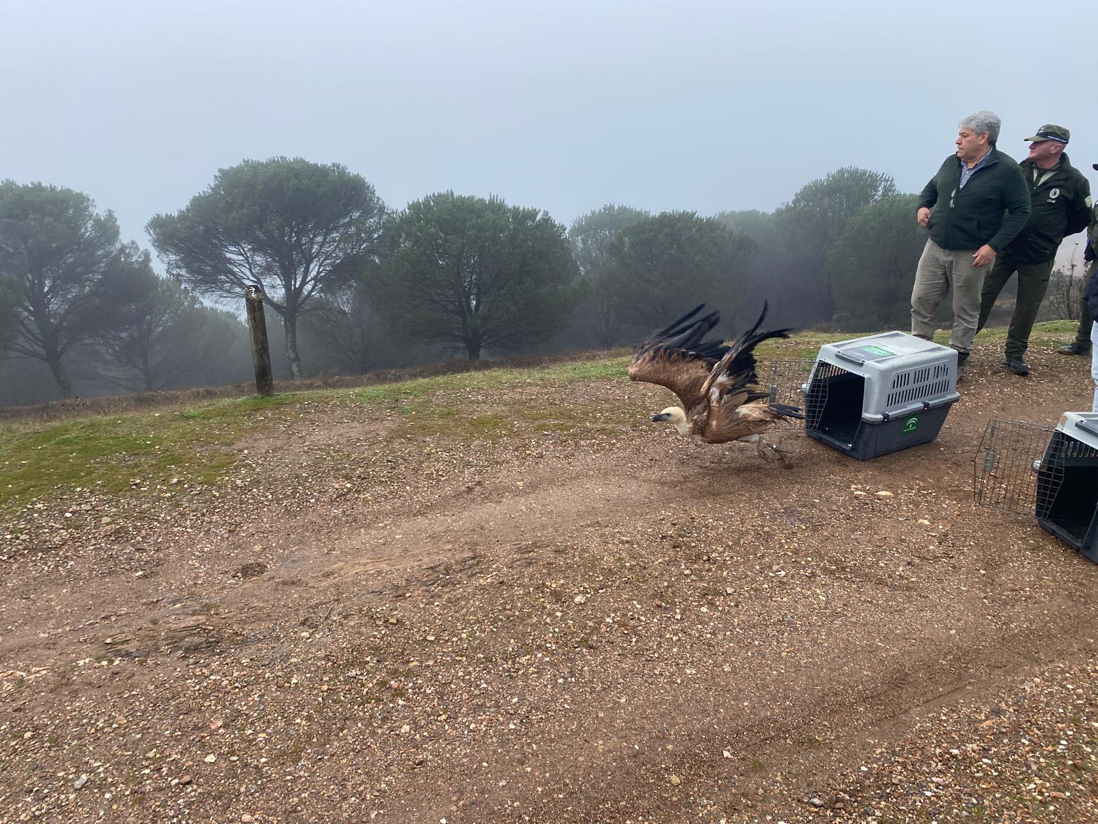 Los dos ejemplares se han recuperado en el CREA Marismas del Odiel.