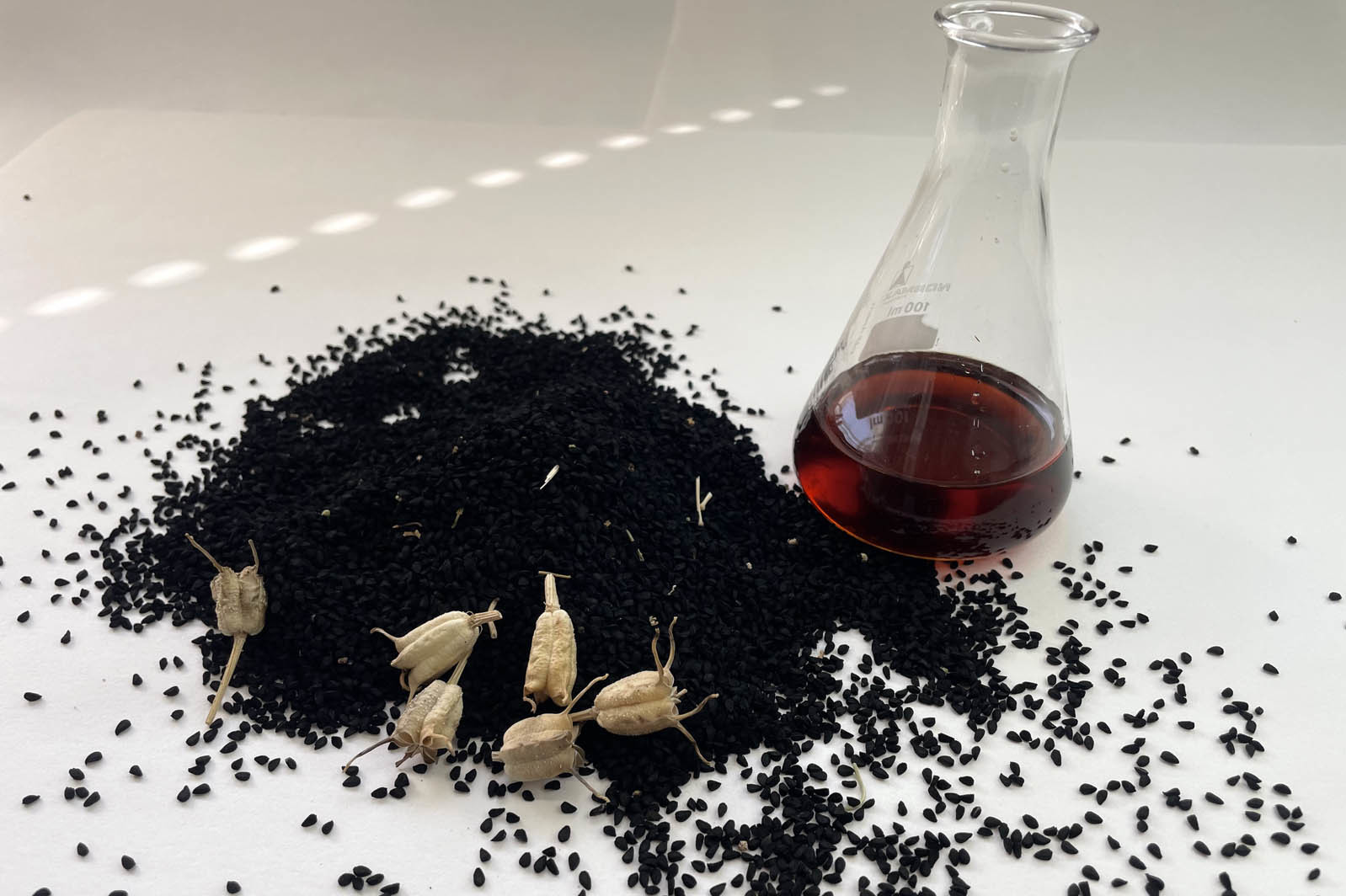 Investigación comino negro