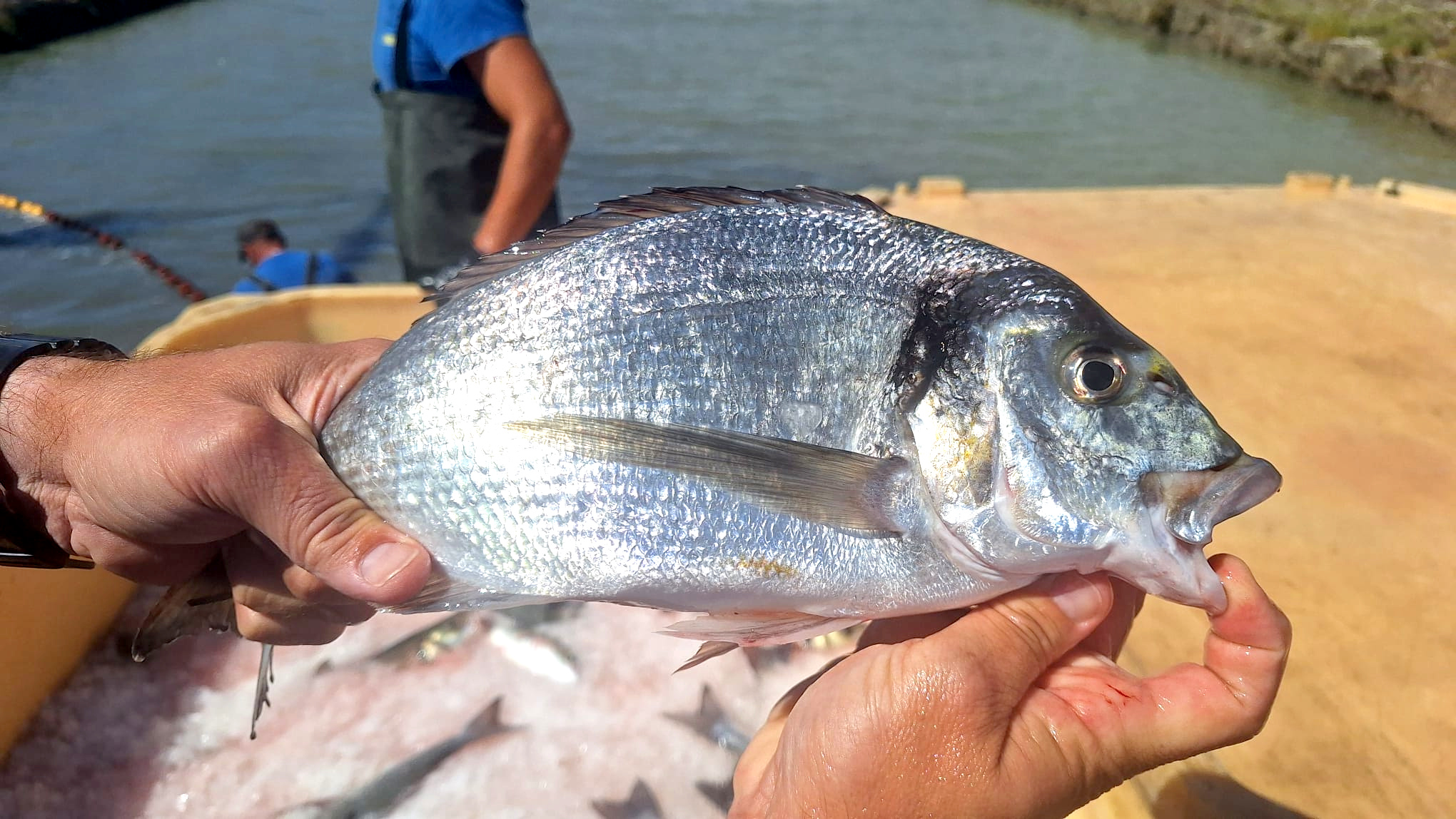 Imagen de archivo de pescado de estero