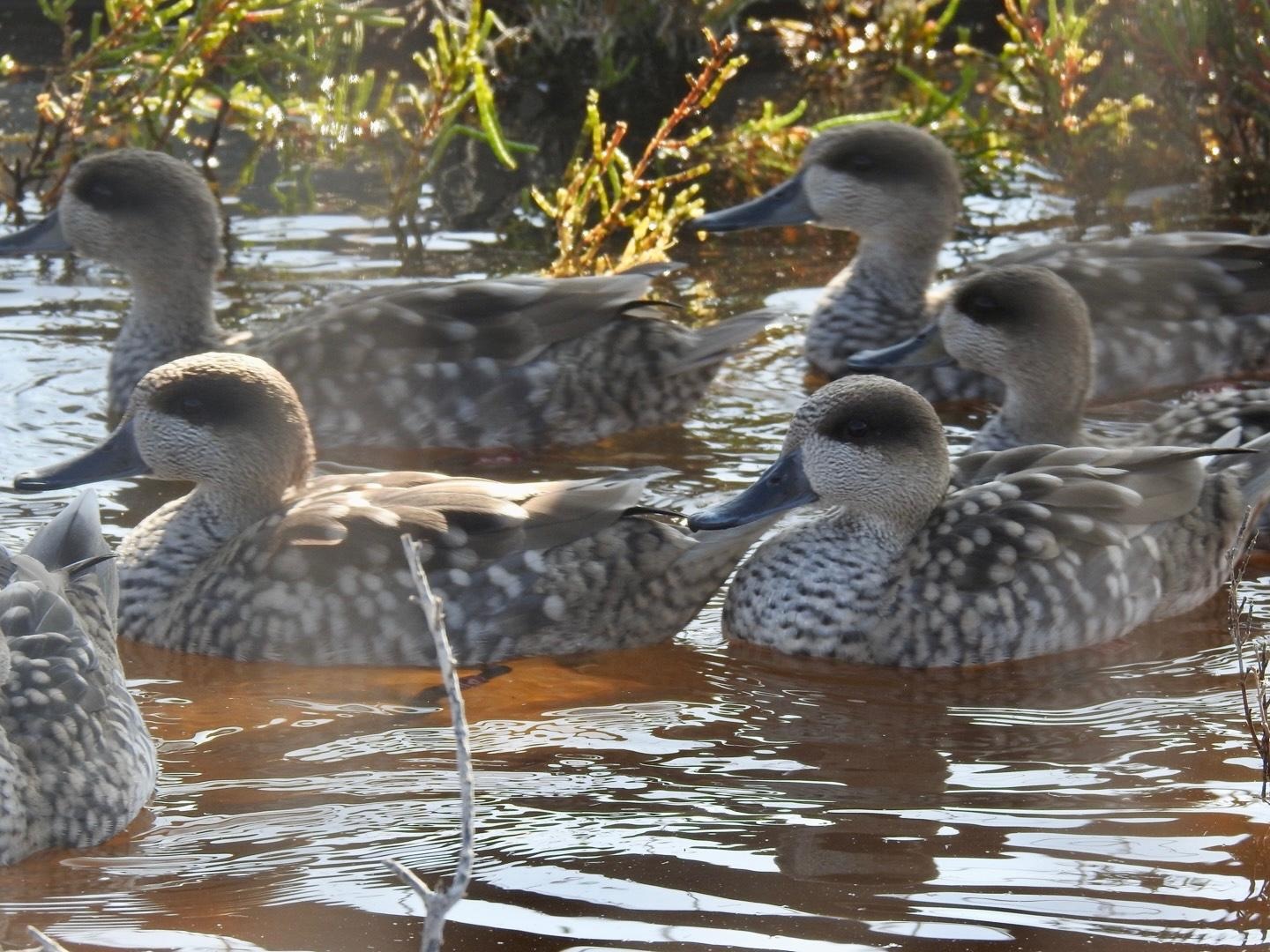 Cercetas Pardillas. / Adrián Cobo.