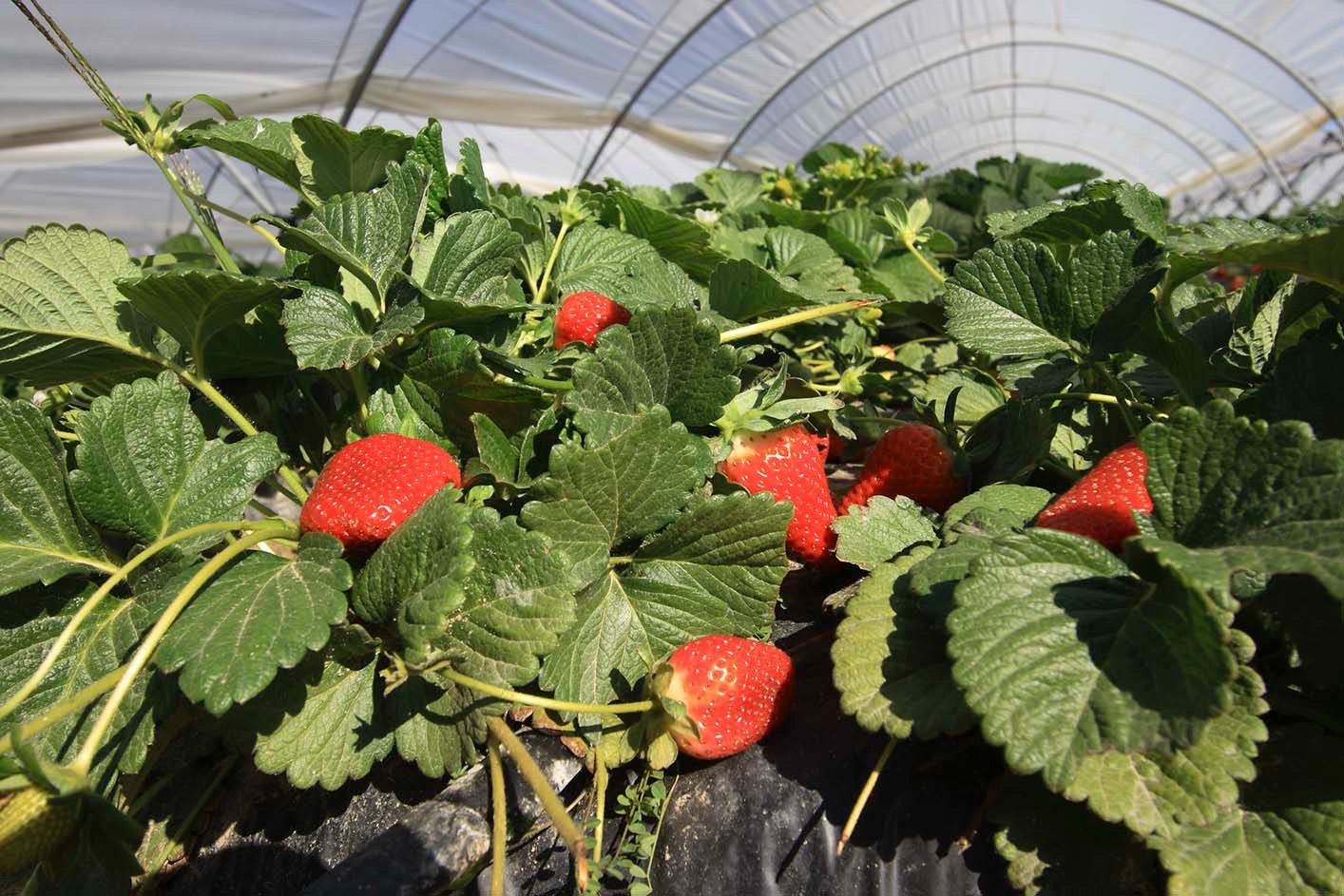 Invernadero de fresas.