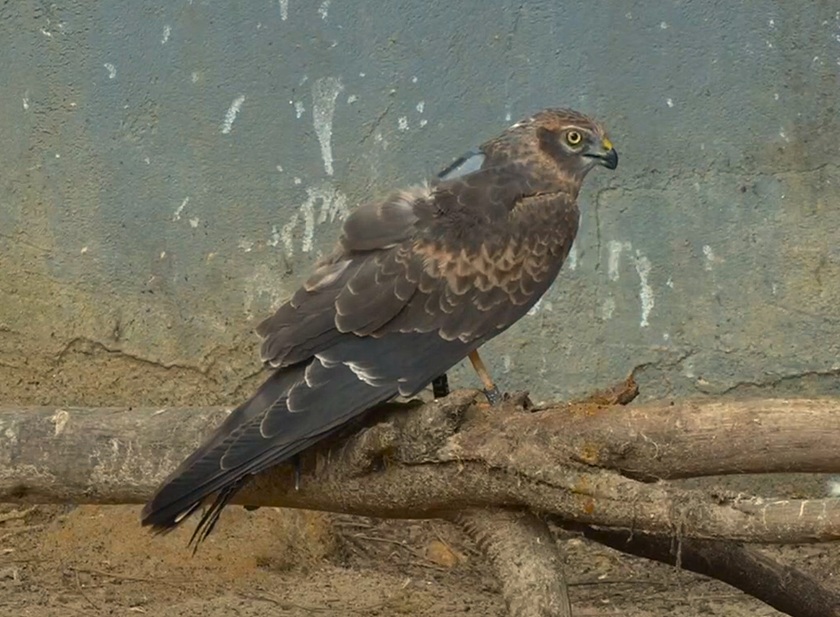 Suelta aguilucho cenizo