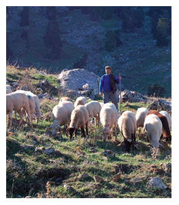 Pastoreando un cortafuegos
