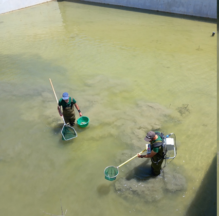 Equipo capturando cacho