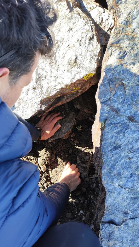 Técnico de AMAYA con Papaver lapeyrousianum  en el Veleta