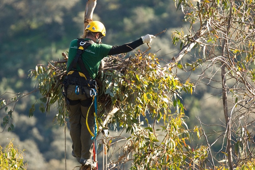 Personal de AMAYA en nido de águila imperial