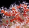 Coral rojo