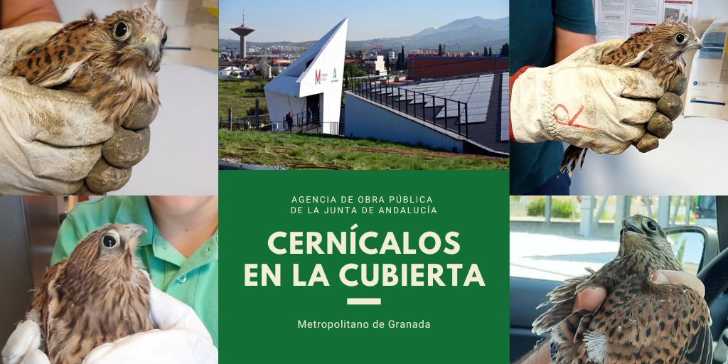 Cernícalos en la Cubierta Vegetal de Metro de Granada.