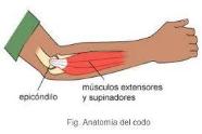 Ilustración de un brazo donde se observa su anatomía con el epicondilo y los músculos extensores y supinadores